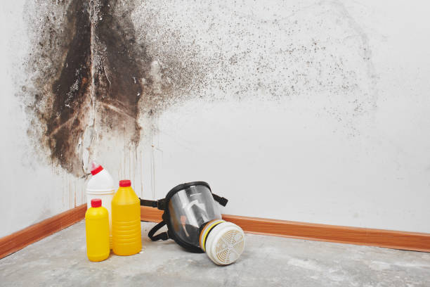 Best Emergency Mold Removal  in Guntown, MS