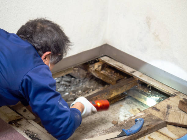 Best Same-Day Mold Removal  in Guntown, MS