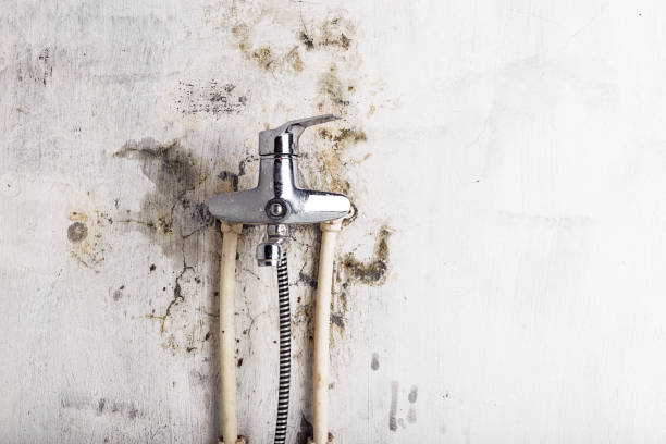 Best Affordable Mold Removal  in Guntown, MS