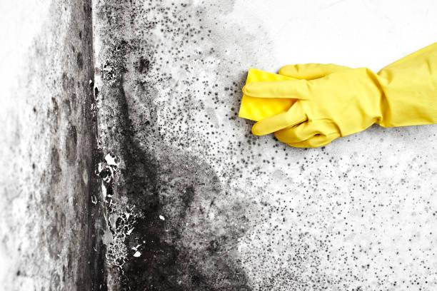 Best Mold Cleaning Services  in Guntown, MS