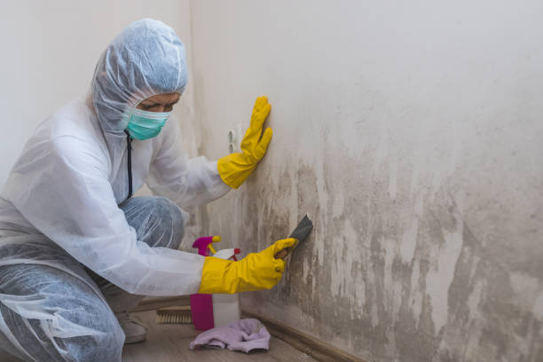 Best Attic Mold Removal  in Guntown, MS