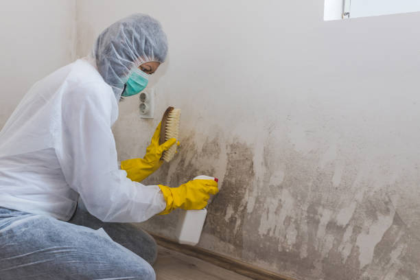 Best Mold Removal and Inspection  in Guntown, MS