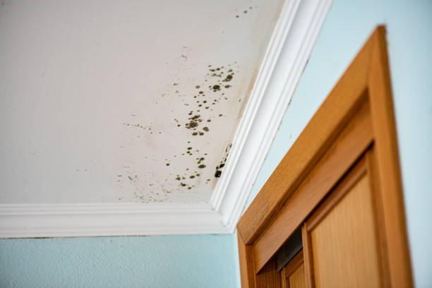 Best Black Mold Removal  in Guntown, MS