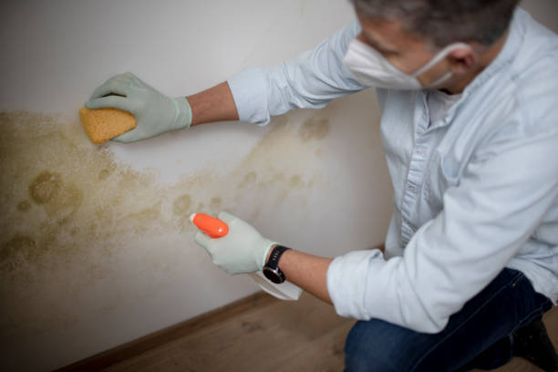 Best Water Damage Restoration  in Guntown, MS