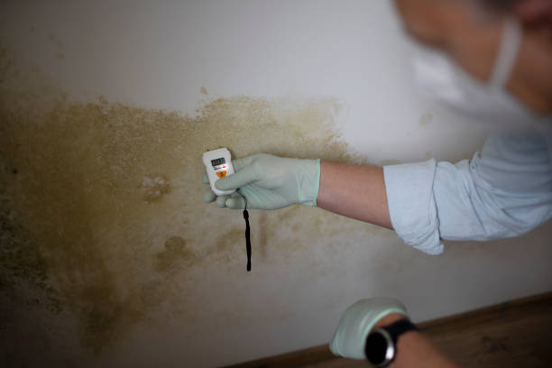 Best Office Mold Removal Services  in Guntown, MS