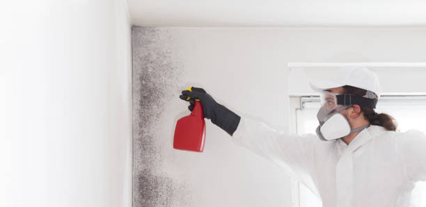Best Mold Testing  in Guntown, MS
