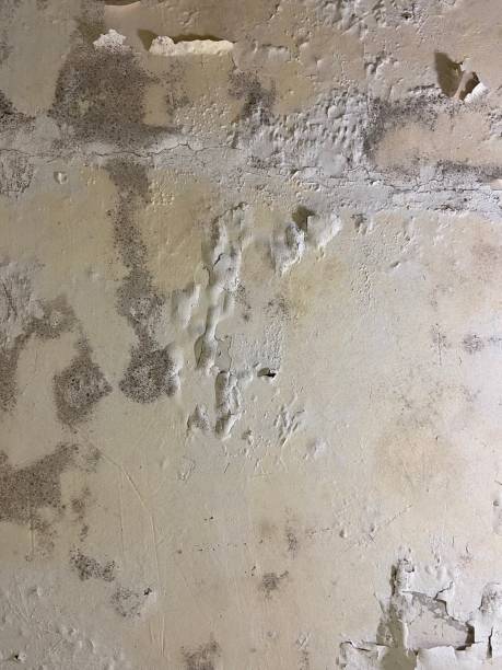 Best Affordable Mold Removal  in Guntown, MS
