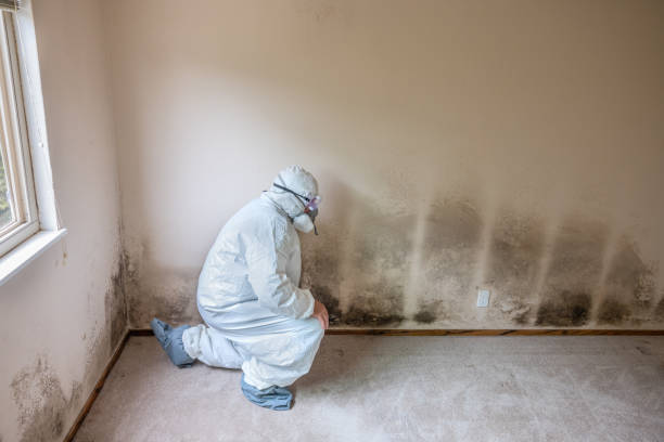 Best Commercial Mold Removal  in Guntown, MS