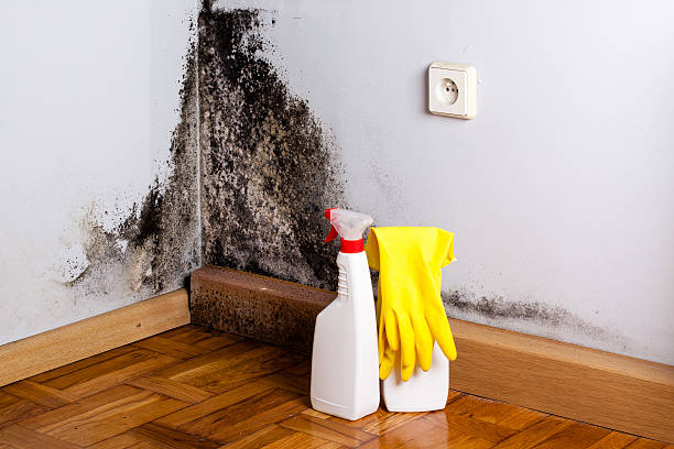 Mold Removal and Inspection in Guntown, MS